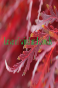 Love of wind and clouds